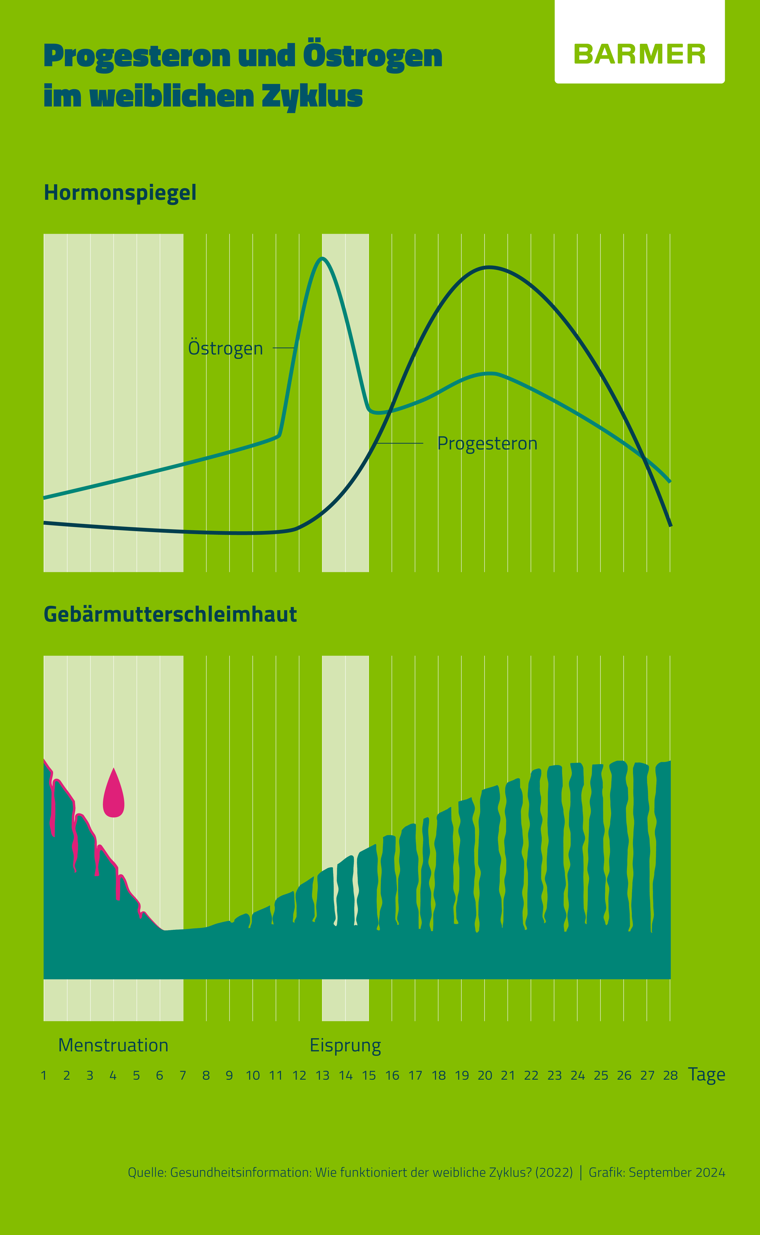 Hormone wie Progesteron beeinflussen im Verlauf eines Monatszyklus die Gebärmutterschleimhaut.