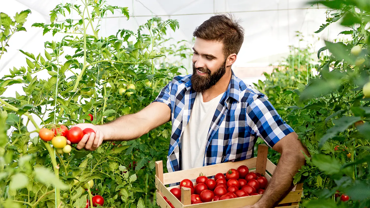 Ein Mann bei der Tomatenernte