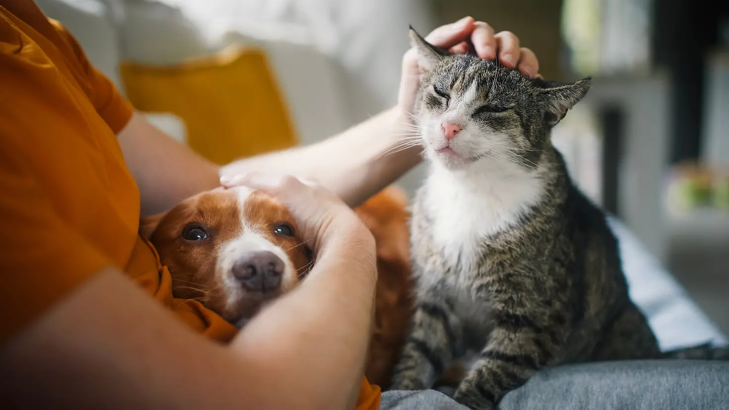 Auf dem Bild zu sehen sind ein Hund und eine Katze. Der Hund schmiegt sich in den rechten Arm des Menschen, der wiederum die Katze mit der linken Hand über den Kopf streichelt.